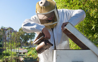 Urban Beekeeping Los Angeles