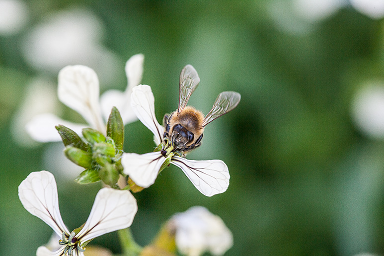 Bees pollinate a flower, Urban Beekeeping