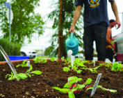 Community Healing Gardens, Venice, California