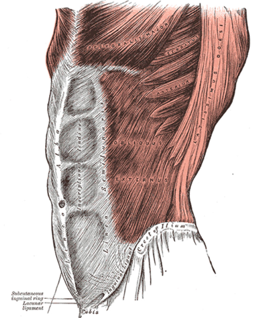 anatomical drawing of tubular core for core strength 