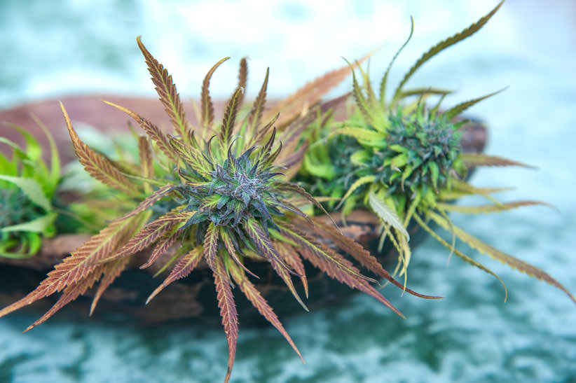 Cannabis and Yoga Cannabis flower photo 
