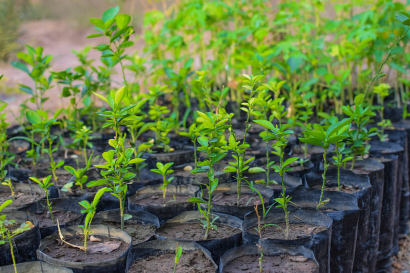 Jade Yoga Trees for the Future Tree Planting 