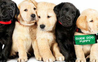 Pick of the Litter guide dog puppies