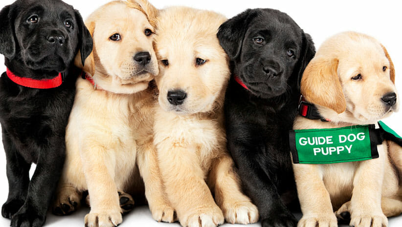 Pick of the Litter guide dog puppies 