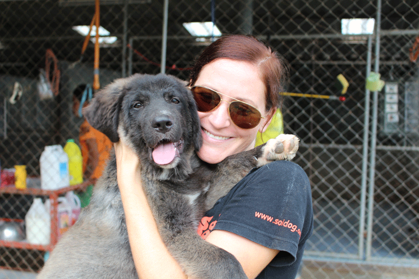 Volunteer at Soi Dog Foundation