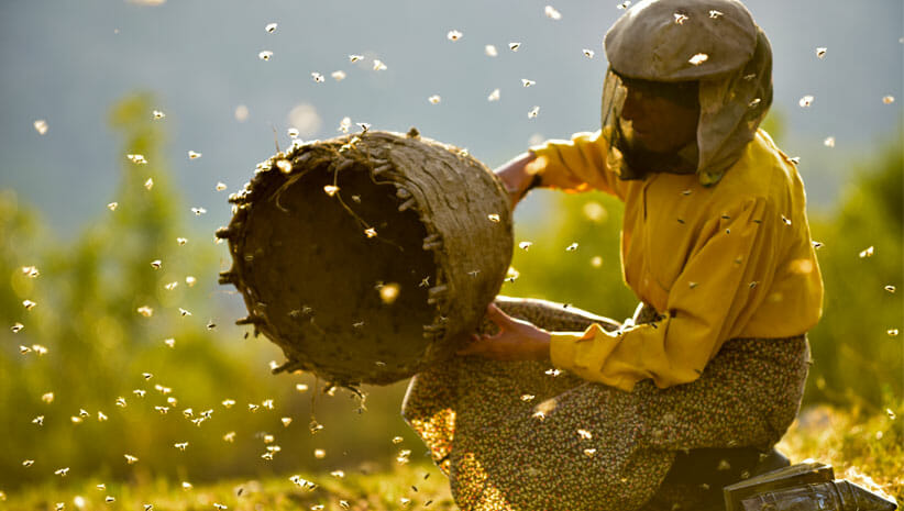 Honeyland Film Still woman with bees
