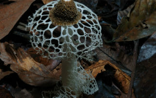 Fantastic Fungi Mushroom
