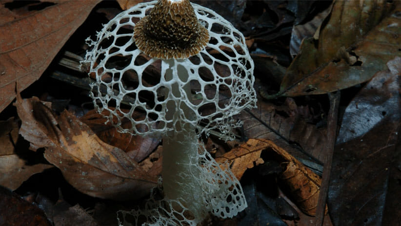 Fantastic Fungi Mushroom 