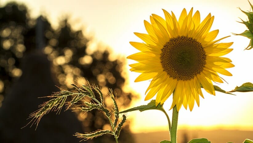 Sunflowers Astrology April 2020