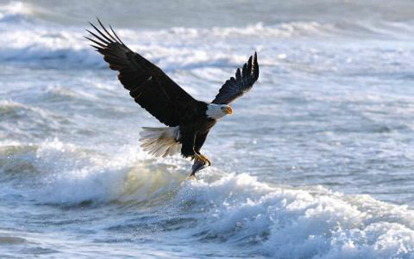 Eagle on the ocean