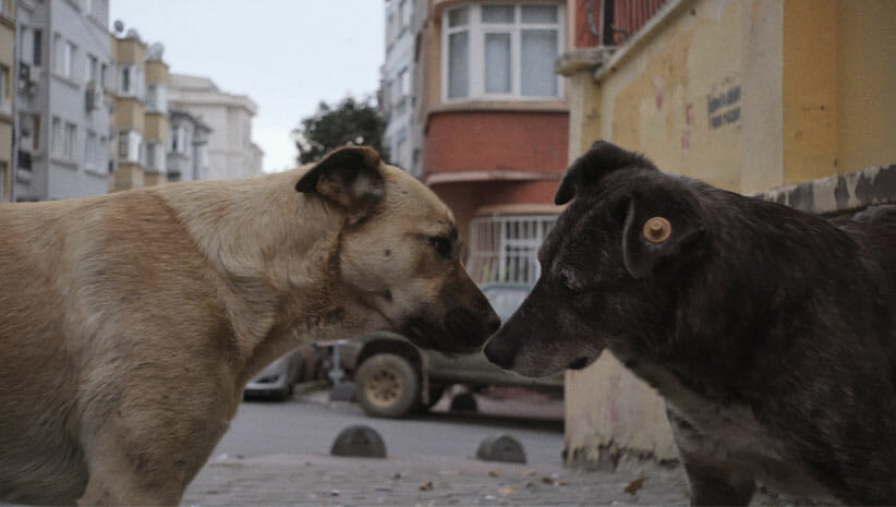 two dogs in stray 