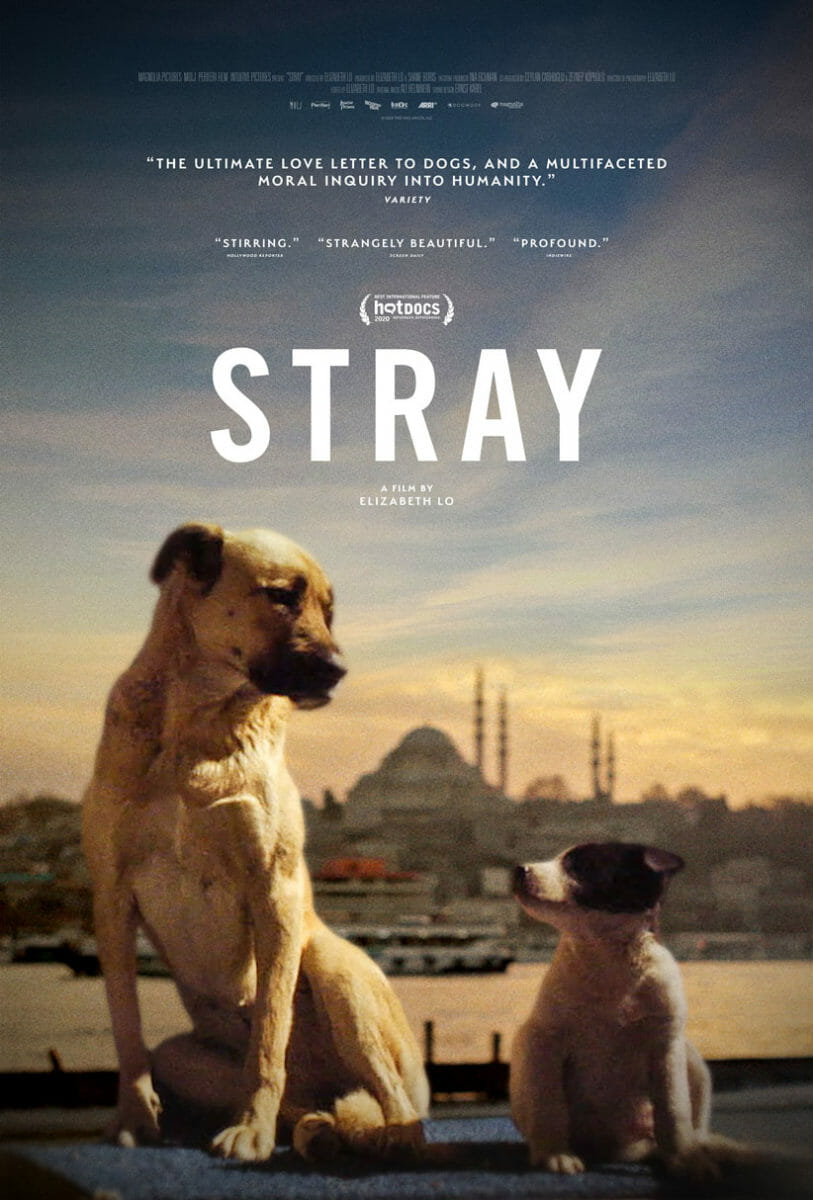 Stray Film Poster