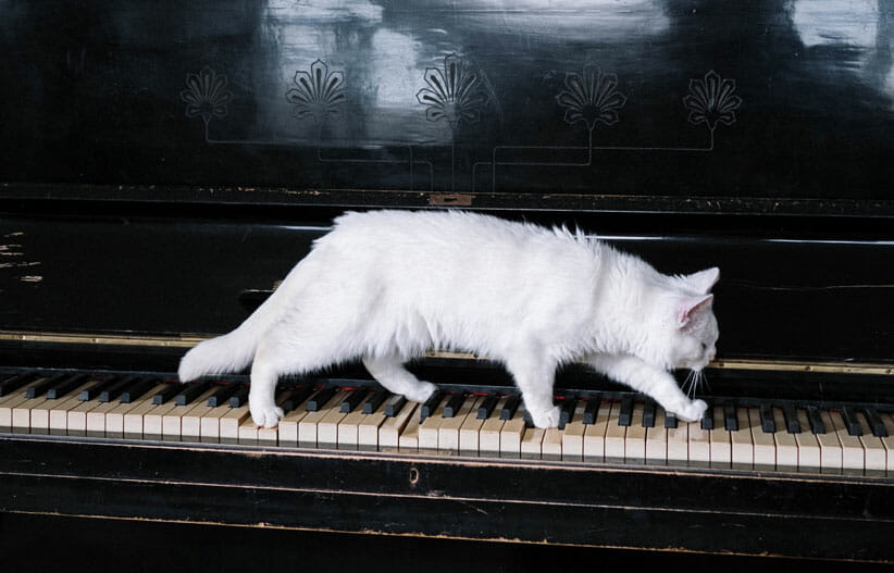 Cat walking across piano keys