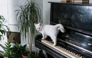 cat walking across piano demonstrating healing power of cat purr