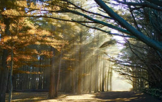 sunlight emerging through trees from William Blake spiritual poetry