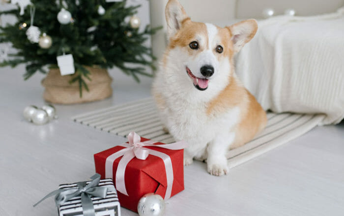 dog with presents for holiday gift guide