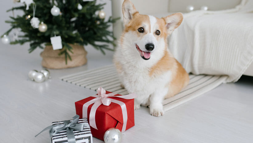 dog with presents for holiday gift guide